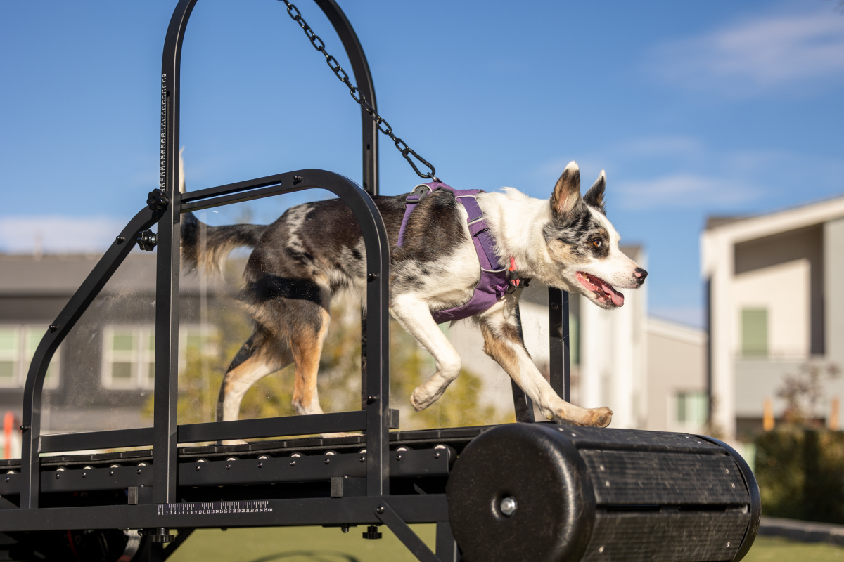 What You Need to Know About Slatmill Prices for Dogs