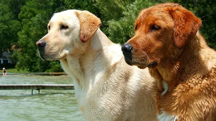Understanding the Ideal Speed for Dogs on Non-Electric Treadmills