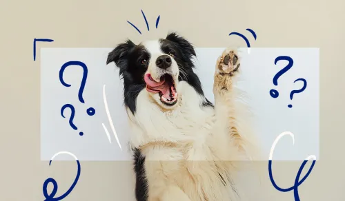 The Truth About Dog Treadmills Why They Are Not Cruel