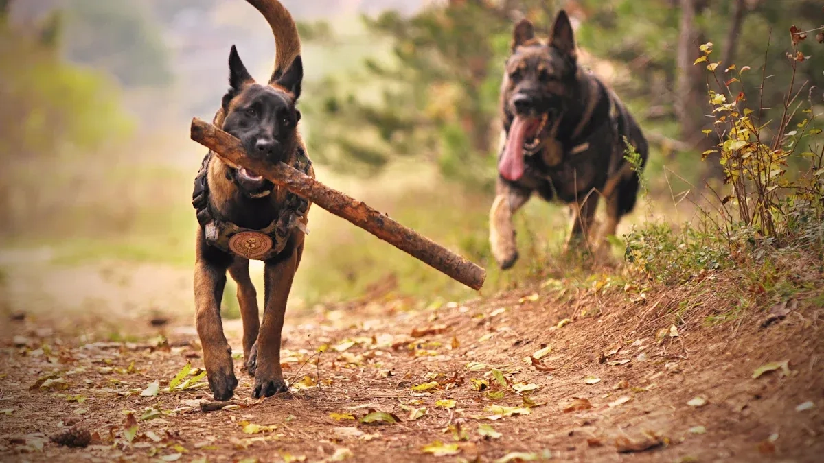 Balancing Malinois Traits and Exercise for Healthy Growth
