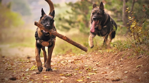 Balancing Malinois Traits and Exercise for Healthy Growth