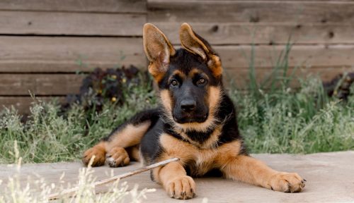 A Complete Guide to Raising and Training German Shepherds