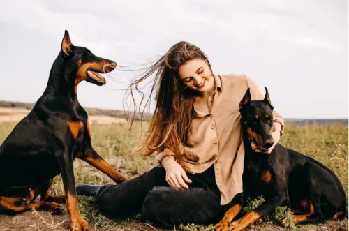 What Every Owner Should Know About Doberman Pinscher Growth and Exercise