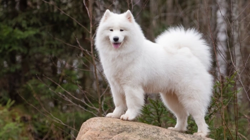 Understanding Samoyed Traits and How to Care for Them