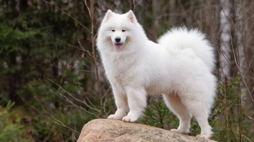 Understanding Samoyed Traits and How to Care for Them