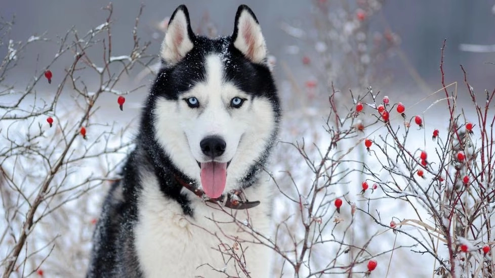 The Complete Guide to Siberian Husky Care and Exercise