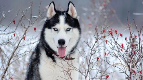 The Complete Guide to Siberian Husky Care and Exercise
