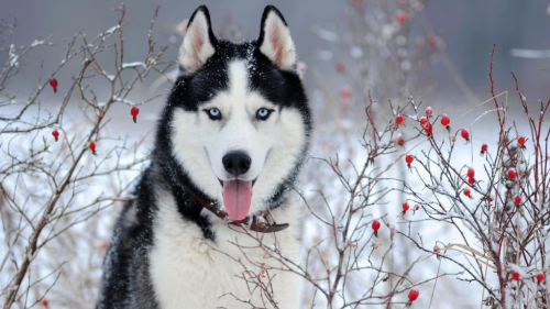The Complete Guide to Siberian Husky Care and Exercise