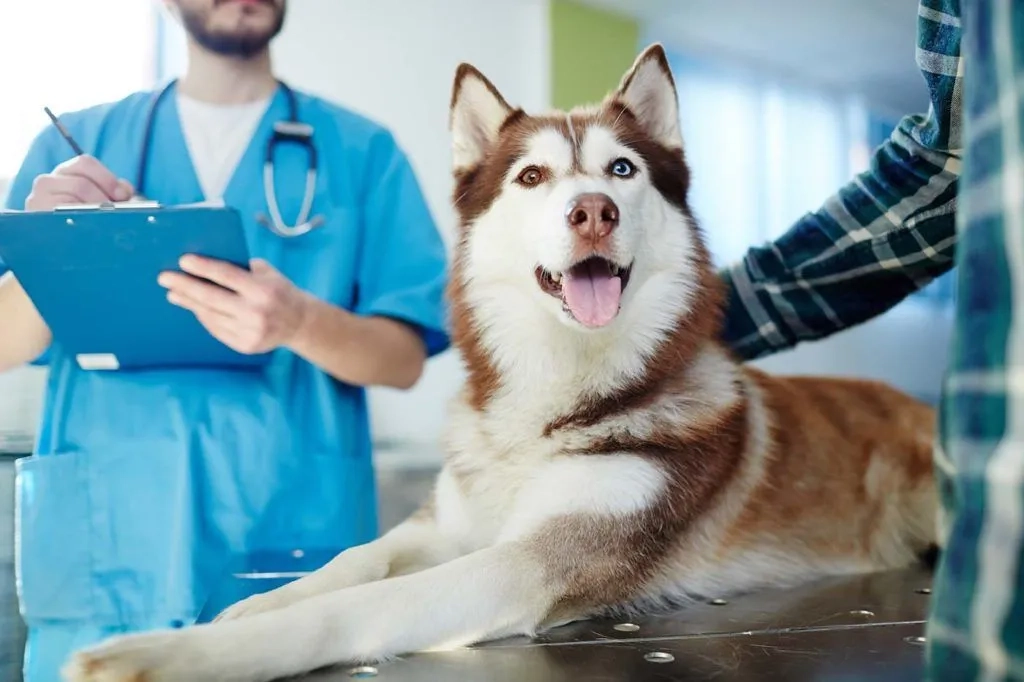 Do Vets Recommend Dog Treadmills for Your Pet's Health