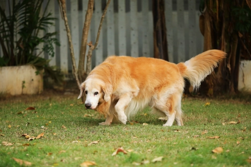 Safe and Effective Workouts for Overweight Dogs