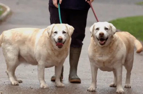How to Determine If Your Dog Is Overweight and Why It Matters