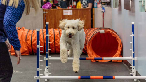 A Beginner's Guide to Dog Fitness and Agility Training