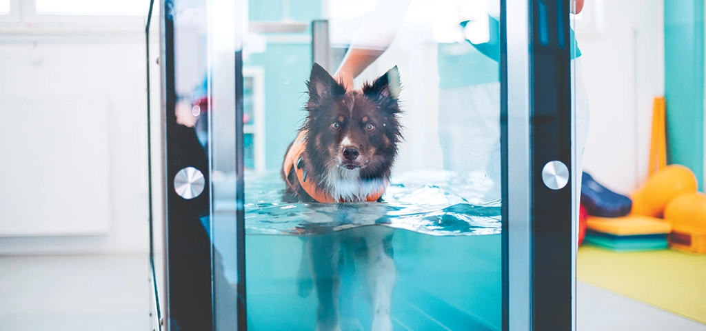Exploring the Role of Water Treadmills in Dog Therapy