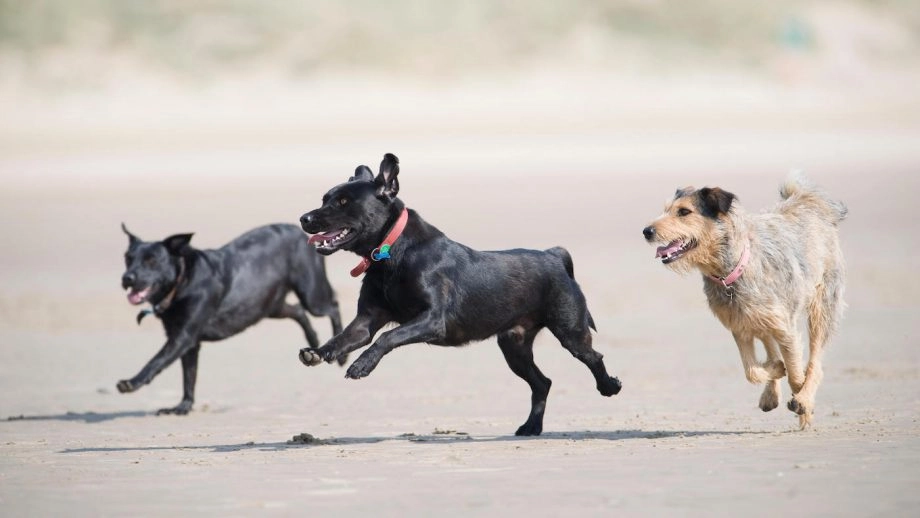When Is It Too Hot or Too Cold for Dogs to Run