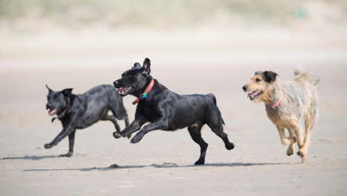 When Is It Too Hot or Too Cold for Dogs to Run