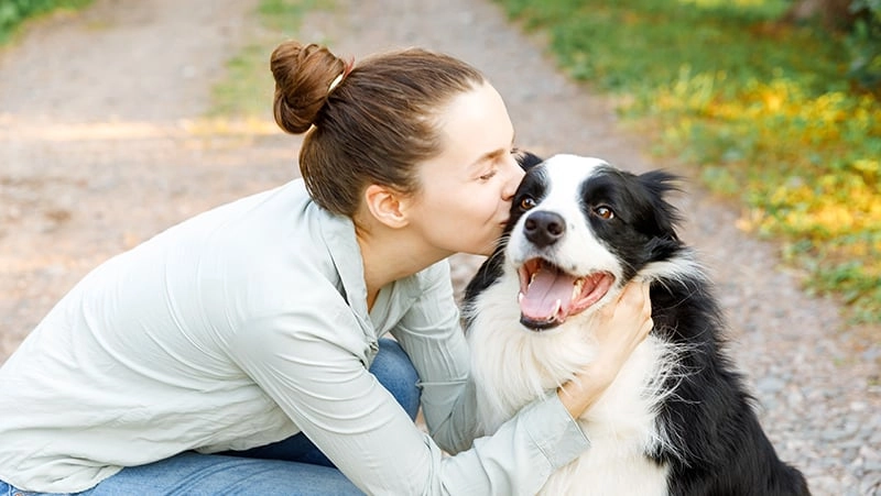 Essential Guide for First-Time Border Collie Owners