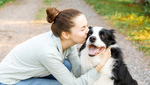 Essential Guide for First-Time Border Collie Owners