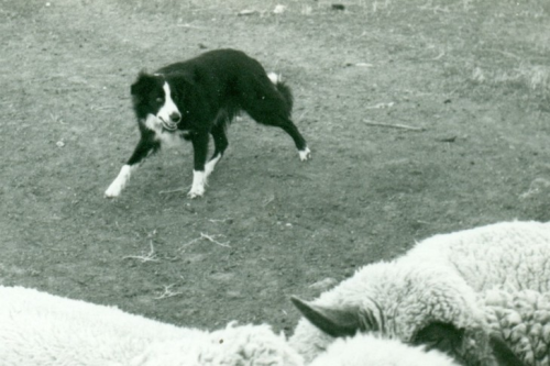 Border Collie's Journey Through History and Heritage