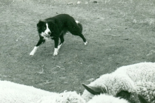 Border Collie's Journey Through History and Heritage