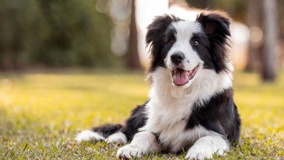 Border Collie Teenage Troubles and Training Tips