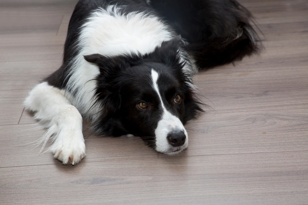 How to Help Your Border Collie Overcome Anxiety and Compulsive Behaviors