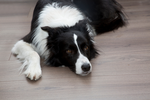 How to Help Your Border Collie Overcome Anxiety and Compulsive Behaviors