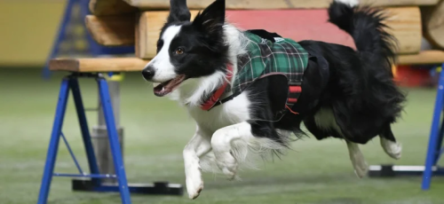 Training and Enrichment Ideas for Happy Border Collies