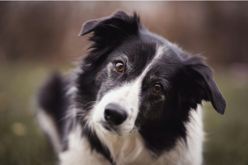 A Beginner's Guide to Border Collie Communication Patterns