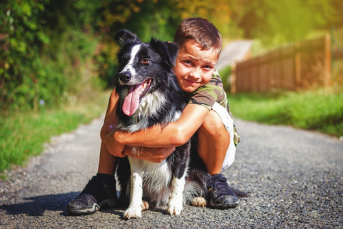 10 Tips to Build a Safe Bond Between Border Collies and Kids