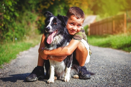 10 Tips to Build a Safe Bond Between Border Collies and Kids