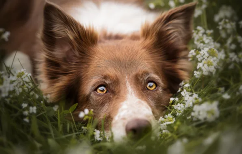 Year-Round Care Tips for Border Collies in Every Season