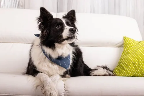 Senior Border Collie Wellness: Embracing the Golden Years