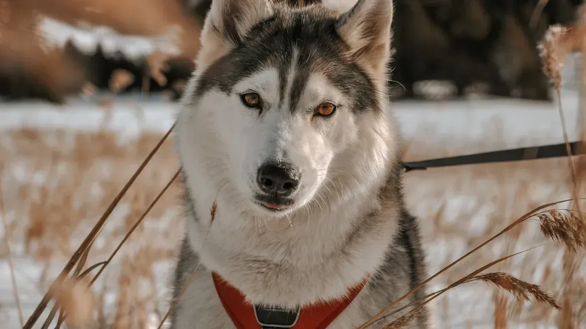 Huskies Through Time: Their Journey with the Chukchi in Siberia