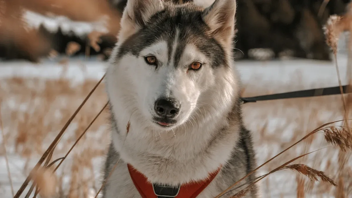 Huskies Through Time: Their Journey with the Chukchi in Siberia