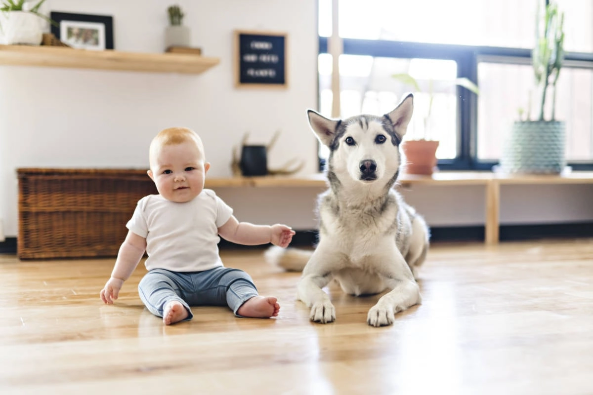 Husky vs. Human Toddler: Who Has More Energy? (Spoiler: The Dog Wins)