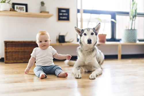 Husky vs. Human Toddler: Who Has More Energy? (Spoiler: The Dog Wins)