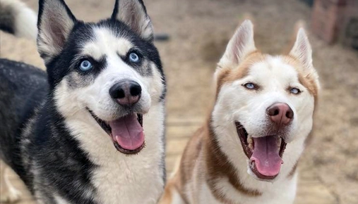 How Much Exercise Is Enough for Your Husky