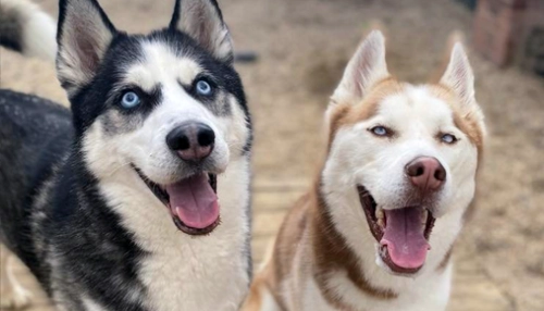 How Much Exercise Is Enough for Your Husky