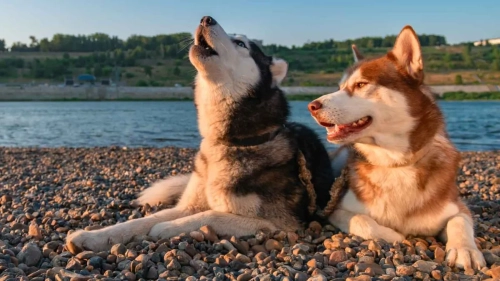 Decoding Husky Talk: From Dramatic Howls to Side-Eye Glances
