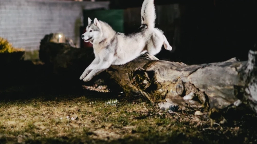 Houdini Hounds: Why Your Yard Can't Stop Huskies?