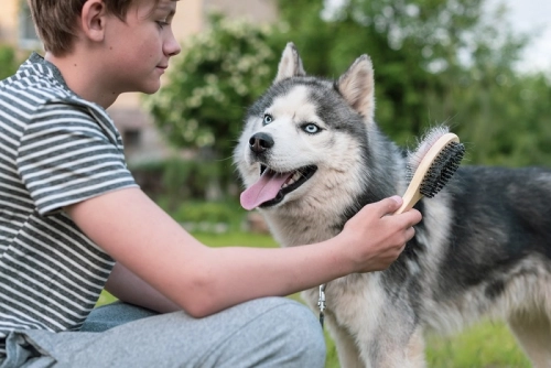 Proven Strategies to Handle Husky Shedding Season Stress-Free