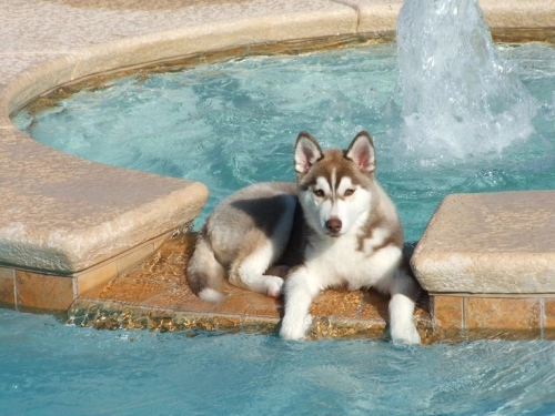 How to Keep Your Husky Comfortable in Hot Weather