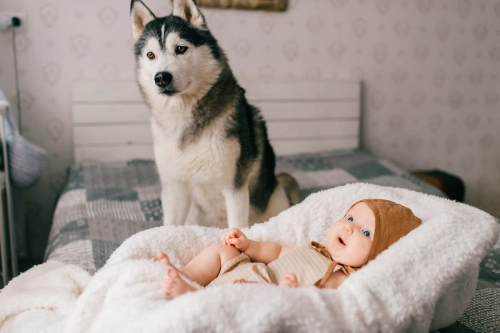 Huskies and Babies A Guide to Safe Interactions