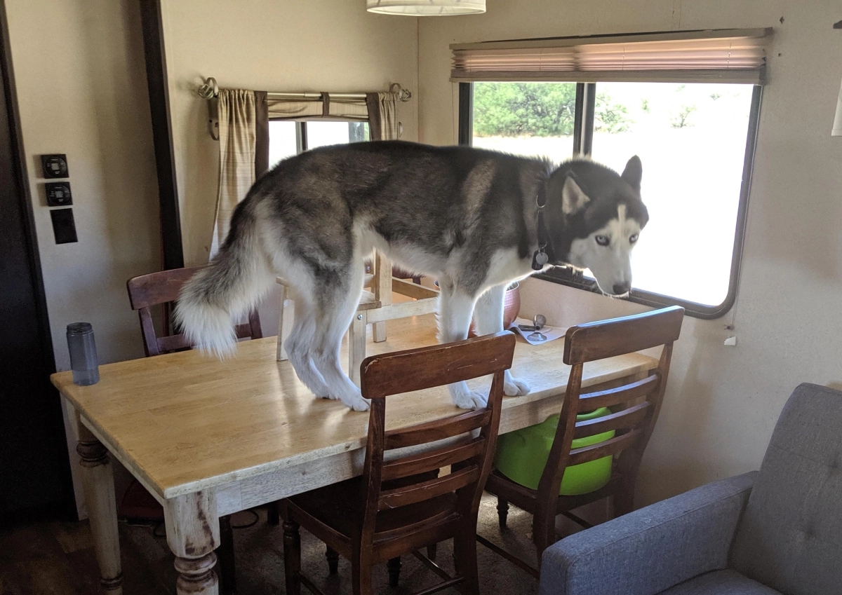 When Good Huskies Go Bad: Fixing Counter-Surfing Habits Using Scent Deterrents