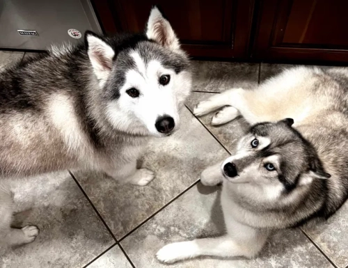 Two Huskies, One Home: Managing Sibling Rivalry in Pack Dynamics