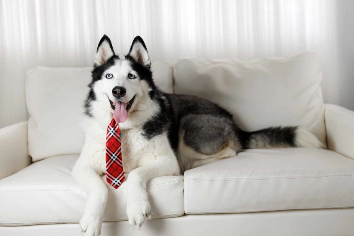 Joint Health and Cognitive Games for Senior Huskies