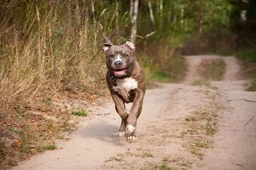 Pit Bulls in History From Beloved Family Dogs to Misunderstood Breed