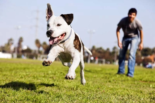 Pitbull Gym Buddies: Channeling Their Energy into Healthy Exercise Routines