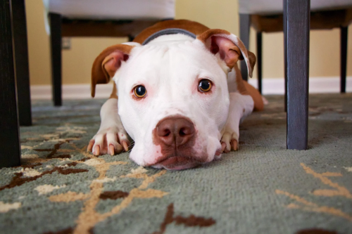The Velcro Dog Syndrome: Why Pitbulls Crave Constant Cuddles