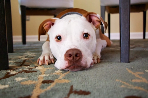 The Velcro Dog Syndrome: Why Pitbulls Crave Constant Cuddles